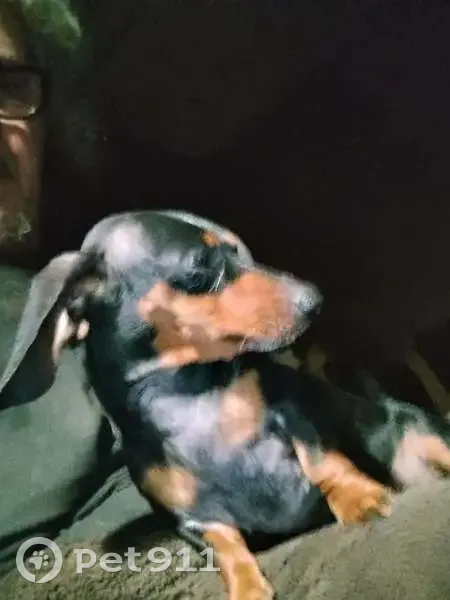 Lost female dog, Palisades Parkway, Oneonta - black with brown spots - photo