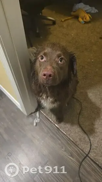 Lost male dog, Belle, Missouri - chocolate Australian shepherd - photo