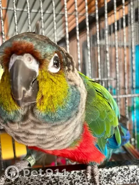 Lost male bird, Clear Water Court, Abilene - friendly but doesn't like to be touched - photo