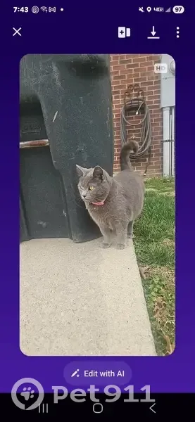 Lost male cat, Doyle Road, Hickory - gray with a fluffy tail - photo