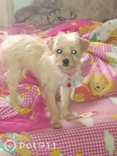 Зникла грайлива собака з рожевим ошийником - photo