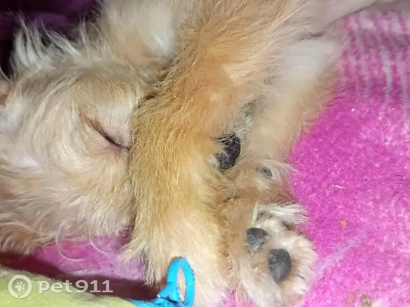 Зникла собака з рожевим ошийником, Чорнорудка - photo