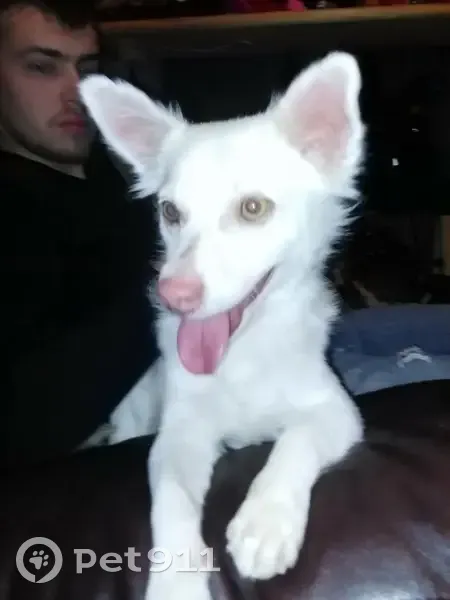 Lost dog, Terrebonne, Oregon - small all white, green eyes - photo