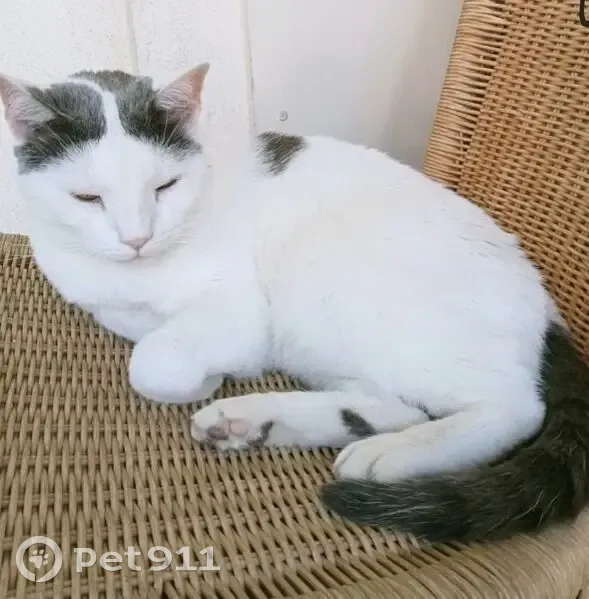 Chat perdu, Rue Saint-Léon, Marseille - Socrate, mâle castré - photo
