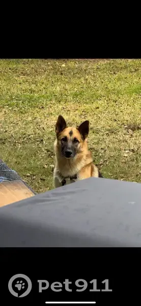 Lost male dog, Rosalee Street, La Marque - light/medium brown with black back - photo