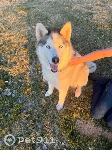 Found female dog, Canyon Ranch Drive, Cedar City - husky with white eyes - photo