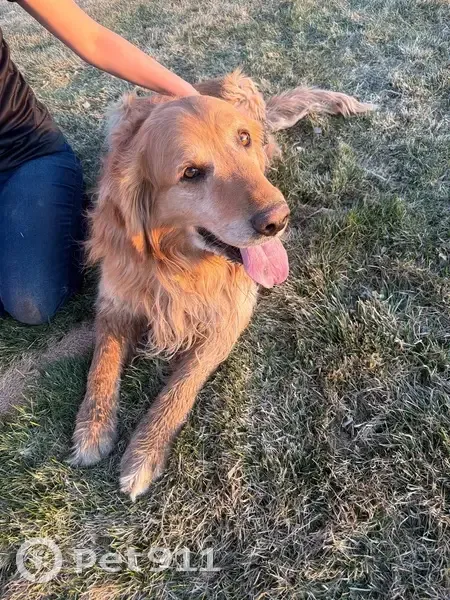 Found male dog, Canyon Ranch Drive, Cedar City - golden color with gold eyes - photo