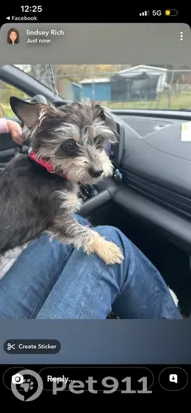 Lost female dog, Loves Truck Stop, Jasper, Tennessee - skittish and wearing a collar - photo