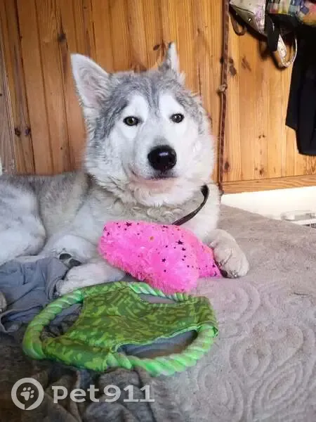 Lost female dog, Owens Road, Fairview, Rossville - Gray and white Siberian husky - photo