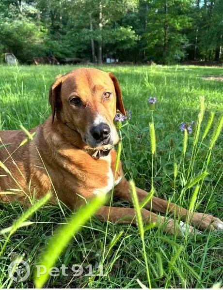Lost male dog, Meandering Road, Fort Worth - red labrador lookalike - photo