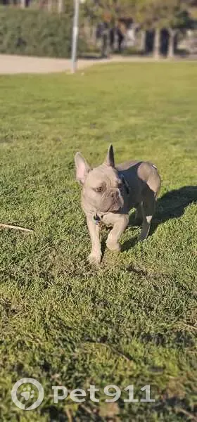 ¡Ayuda! Bulldog Francés perdido en El Rebolledo - photo