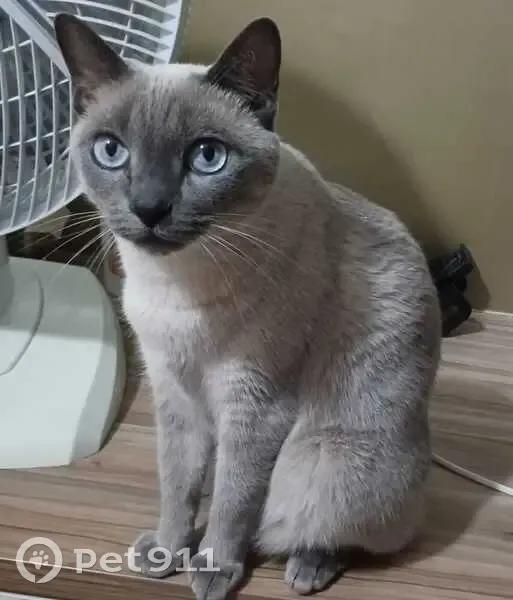 Gato desaparecido Fêmea (brl002490) - photo