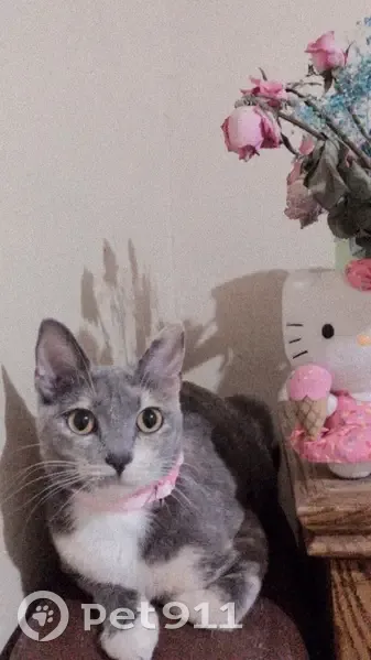 Gato Perdido: Gris, Blanco y Cafés en Mexicali - photo