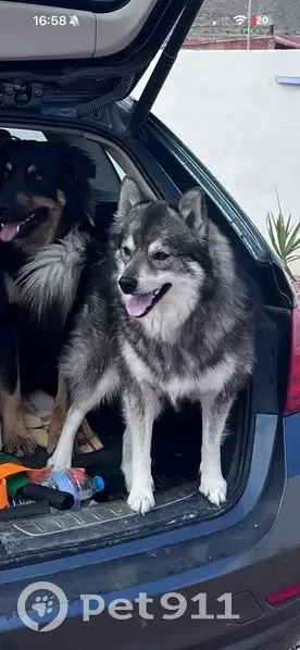 ¡Perro Pomsky Perdido en Hondón! Recompensa - photo