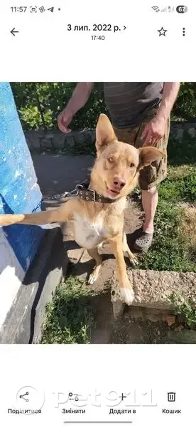 Зникла собака біля Запорізького шосе, Дніпро - photo