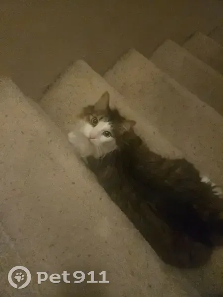 Missing cat Female, Westminster (usl533018) - photo