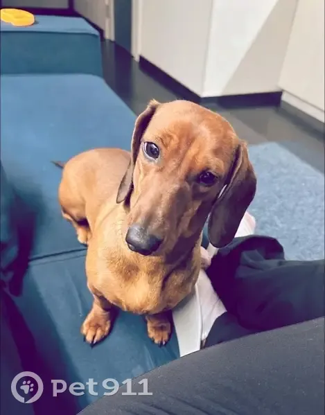 Зникла такса Моня: допоможіть знайти! - photo