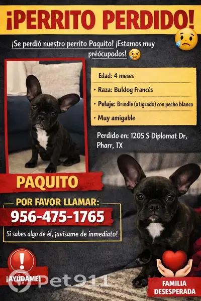 Lost male dog, Daffodil, 1175, Pharr - Frenchie with brindle coat - photo