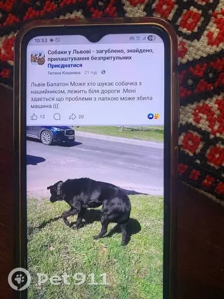 Зникла собака на Холмській, 7 у Львові - photo