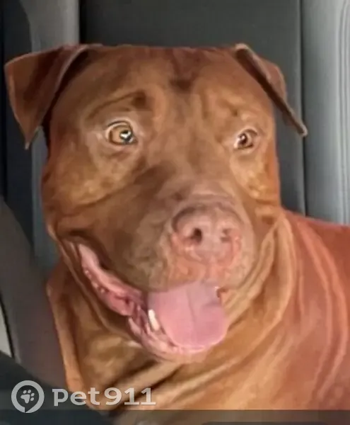 Cachorro perdido Macho (brl002494) - photo