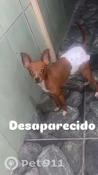 Cachorro perdido Macho (brl002493) - photo