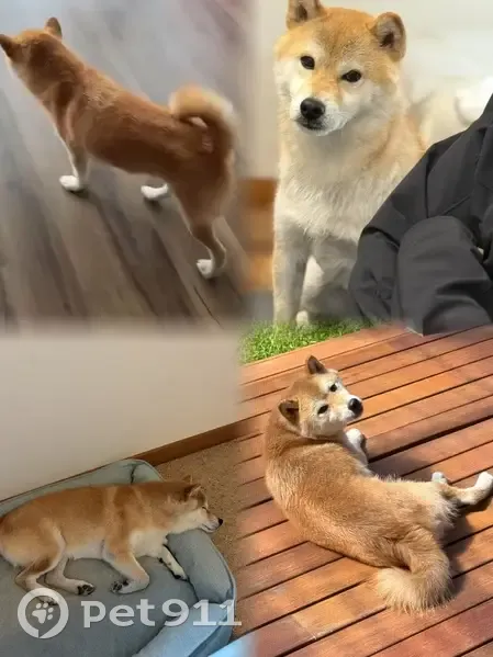 Lost Shiba Inu on Madeline St, Boroondara - photo