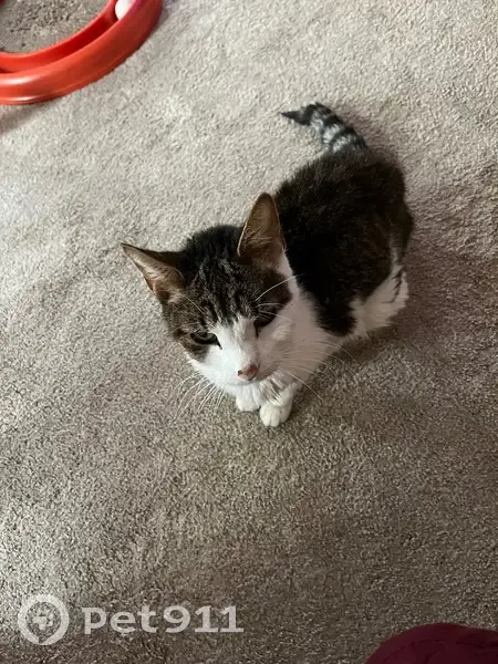 Lost male cat, Kenilworth, New Jersey - white and black with a striped tail - photo