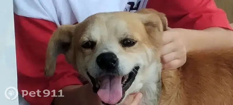 Cachorro perdido Macho (brl002495) - photo