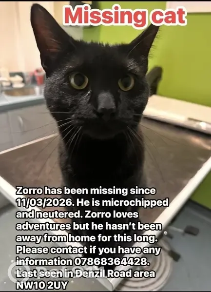Help Find Zorro: Missing Cat in London - photo