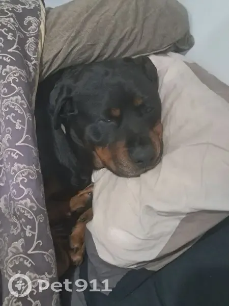 Lost Dog: Black with Studded Collar - photo