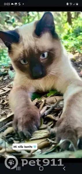 ¡Ayuda! Gato Omar perdido en Vallromanes - photo