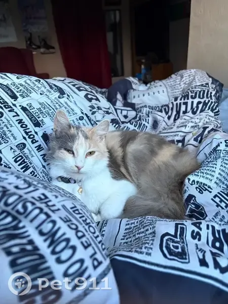 Lost cat, Lipizzan Trail, Ormond Beach - female longhair dilute calico - photo