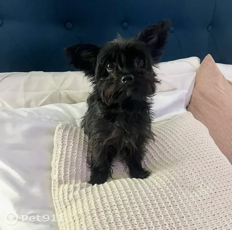 Lost dog, Belzise Terrace, 1714, Fort Worth - male with black coat - photo