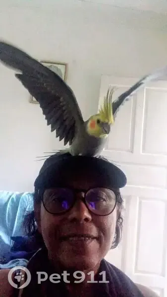 Pássaro perdido Macho (brl002497) - photo