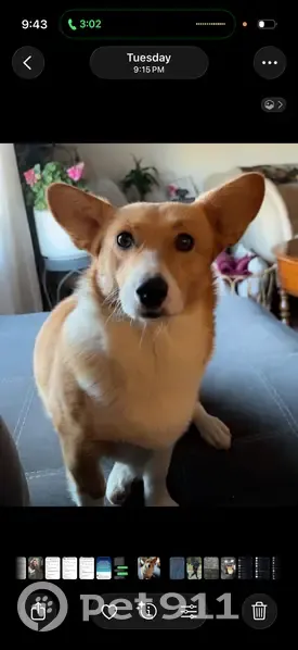 Lost female dog, Central East Freeway, Wichita Falls - photo