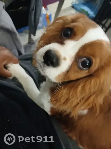 Lost male dog, Earlington Lane, 3170, Columbus - King Charles - photo