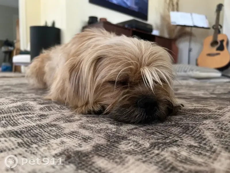 Lost male dog, East Amite Street, Jackson - small with a light brown coat - photo