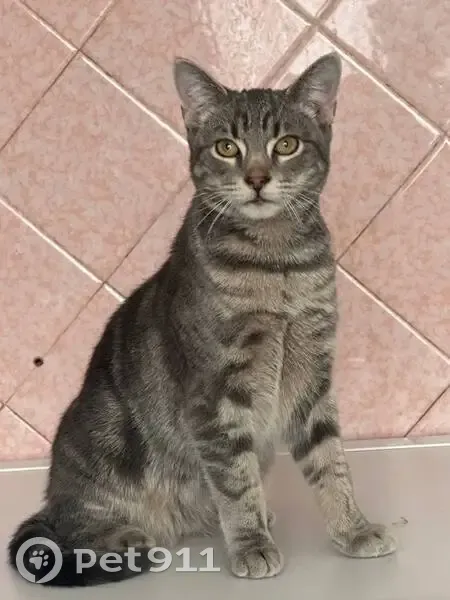 Зникла смугаста кішка в районі Стрийської - photo