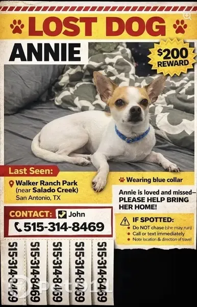 Lost female dog, West Avenue, San Antonio - photo