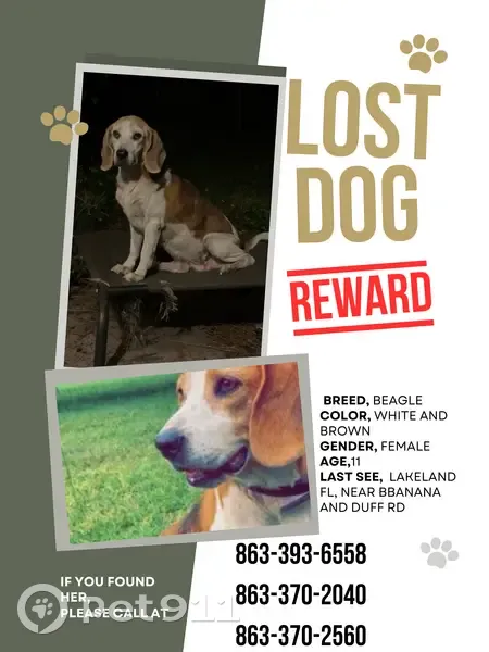 Lost Female Dog, Chase Road, Lakeland - Friendly and Likes Cats - photo