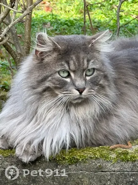 Perdu Chat homme, Rue de Durlinsdorf, 6, Mooslargue - longs poils gris - photo