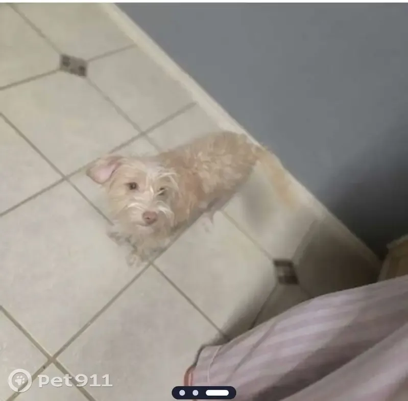 Lost female dog, Kerrville Street, Dallas - cream colored with pink nose - photo