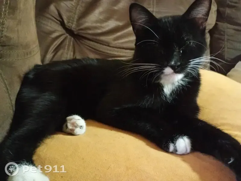 Se Busca: Gato Negro con Patas Blancas en Guadalupe - photo