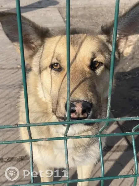 Знайдена собака на Позняках, Київ - photo