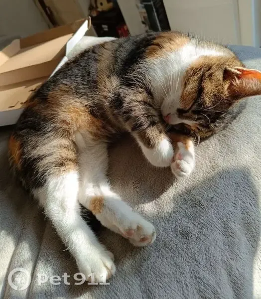 Chat perdu, Allée de Grangeneuve, Le Teich - pelage tricolore - photo