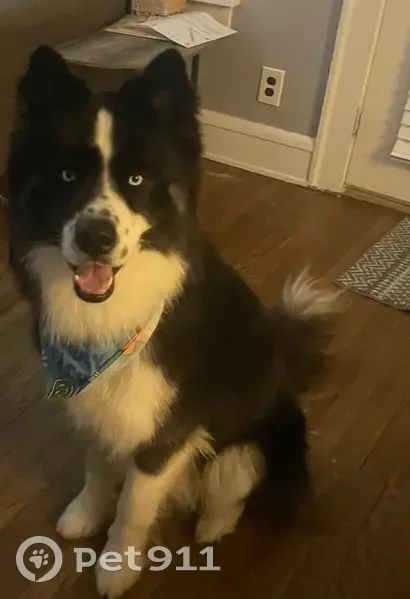 Lost male dog, York Road, Parma - black and white husky - photo