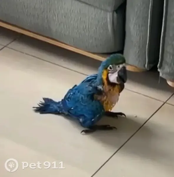 Lost Blue & Gold Macaw on Kirrang Ave - photo