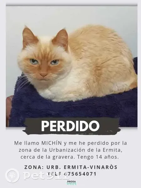 ¡Ayuda! Michín, gato rubio perdido en Vinaròs - photo