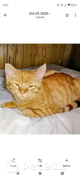 Lost female cat, Illinois Street, Hobart - orange with darker rings on tail - photo