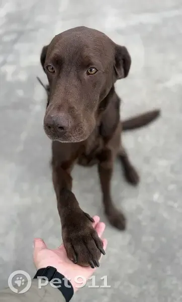 Perro Perdido: Cruce Labrador-Braco Chocolate - photo